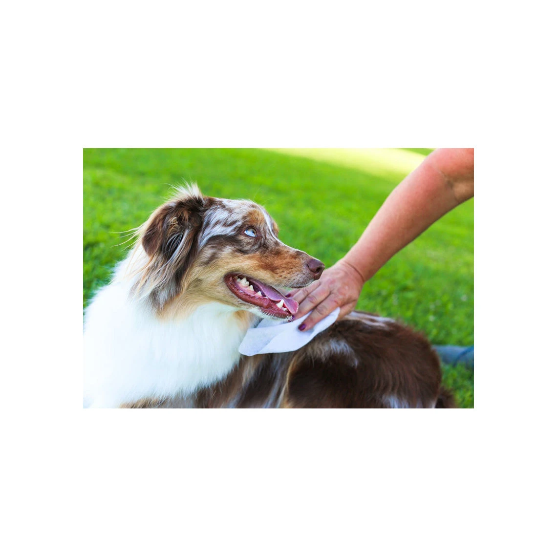 Earthbath Total Natural Pet Care Extra Thick Moist Towel Grooming Wipes For Dogs & Cats - Image 13