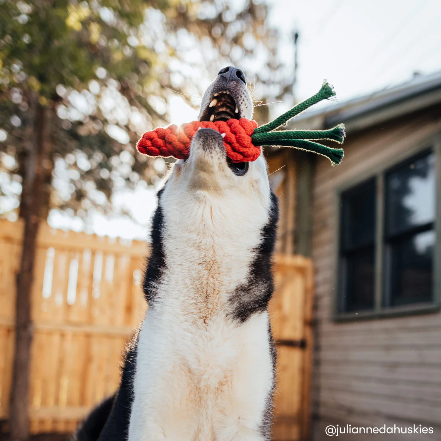 Only Natural Pet Eco-Friendly Regenerated Cotton Carrot Dog Toy - Image 5